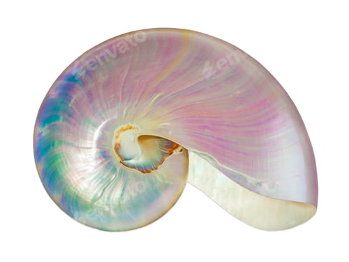 Preview: Pearl shell of a nautilus.