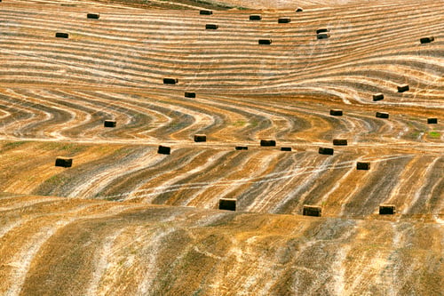 Preview: Rural landscape in Apulia at summer