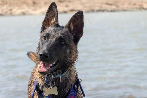 Preview: Adorable Young Belgian Shepherd Dog Enjoying a Day at the Beach