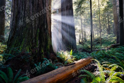 Preview: USA, California, Crescent City, Jedediah Smith Redwood State Park, redwood trees, sunbeams
