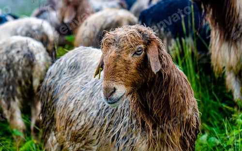 Preview: sheep grazing on greenery meadow