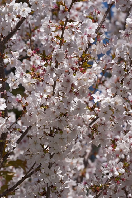 Preview: Fudan Sakura Japanese Cherry (Prunus Serrulata Fudan Sakura)