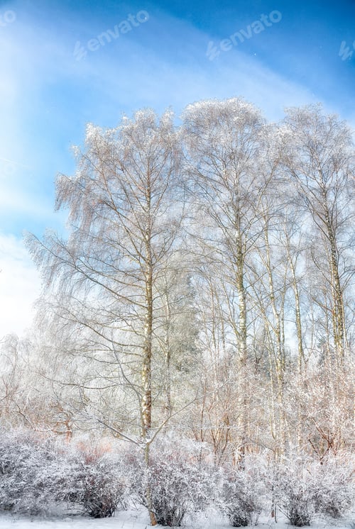 Preview: Incredible landscape with snow-covered birch trees in city park.