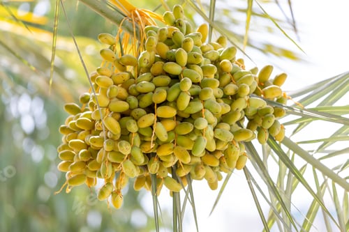 Preview: Unripe green dates on a palm tree, close up