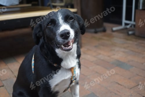 Preview: HAPPY DOG