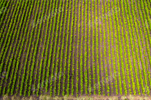 Preview: Aerial view of the green agriculture field, India.