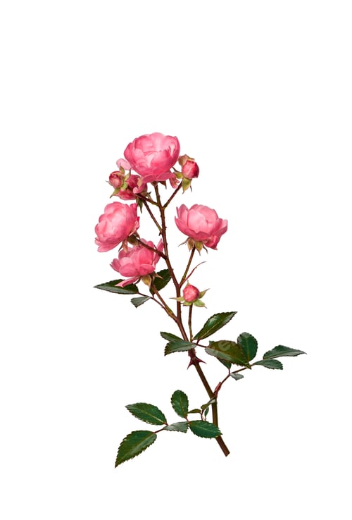 Preview: Pink blooming roses stem closeup isolated cutout