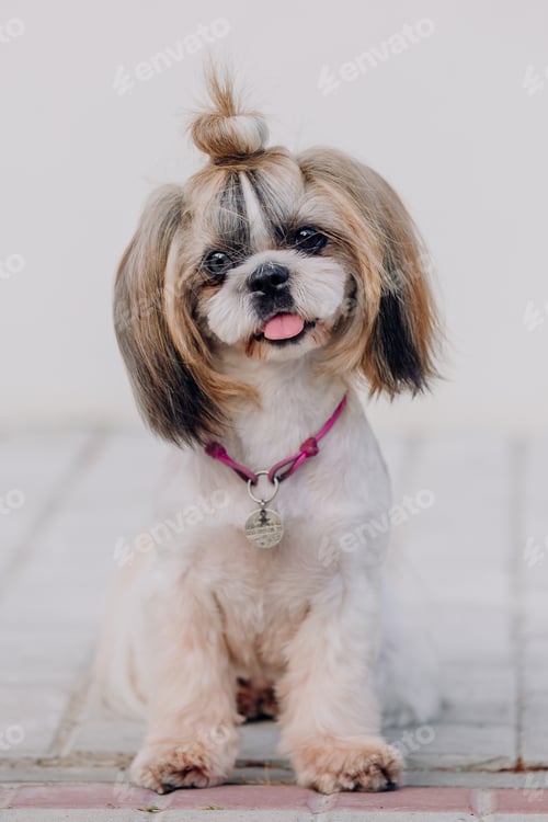 Preview: Dog with ID tag. Close up of a dog wearing collar with id tag. Shih Tzu Dog Breed