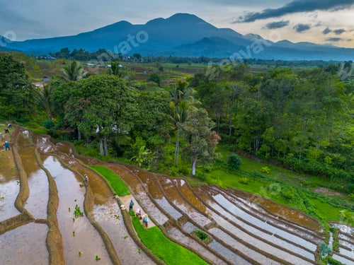 Preview: Fasting Season at Dawn Rice Farmers Working in Kemumu Agricultural Area, Indonesia