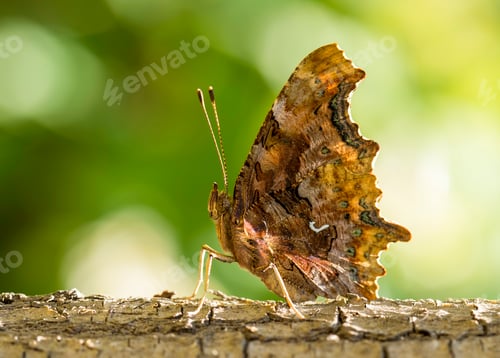 Preview: Scientific name; Nymphalis c-album Butterfly on the colorful flower in nature.