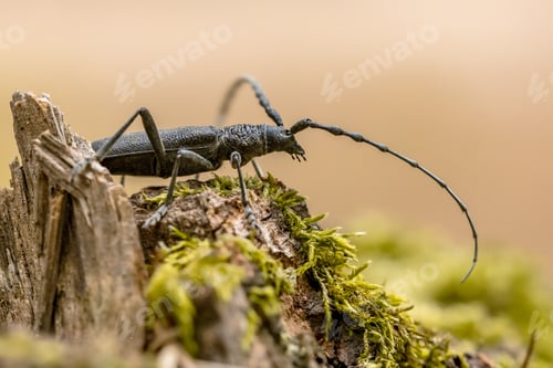 Preview: Great capricorn beetle on dead wood