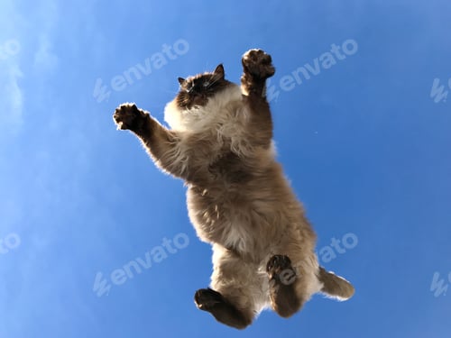 Preview: Ragdoll fluffy cat jumping from the fence