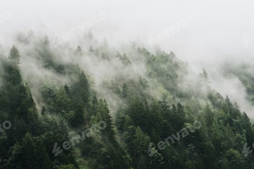 Preview: Finding fog natural background of pine trees landscape in fog