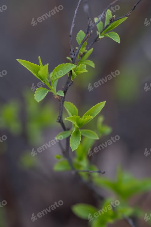 Preview: A branch with young leaves in natural conditions in spring.