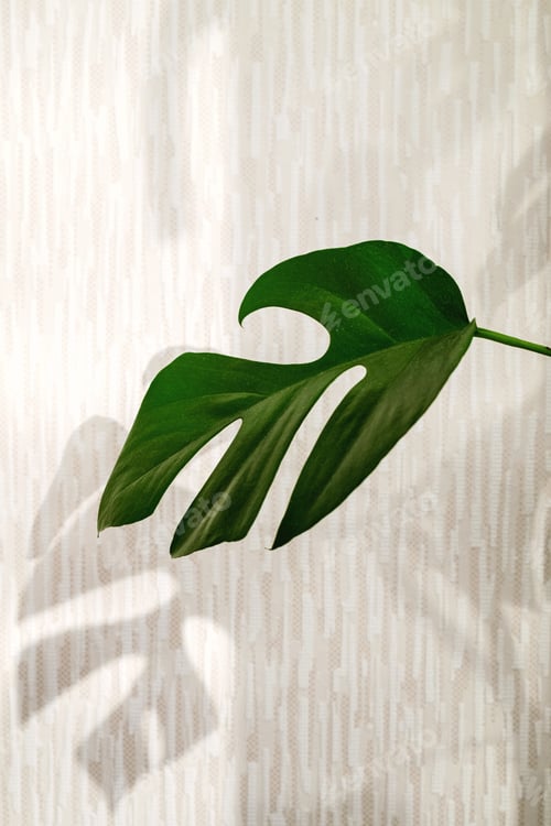 Preview: Close-up liana Rhaphidophora tetrasperma (Monstera Minima) on light background