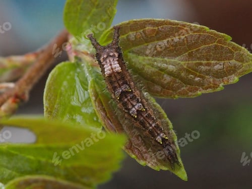 Preview: great purple emperor larva