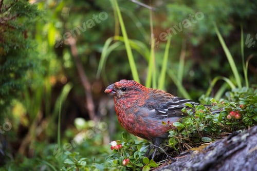 Preview: Wild bird pine grouse in a mountain forest