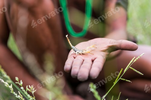 Preview: close up of Bushman holding scorpion,Botswana