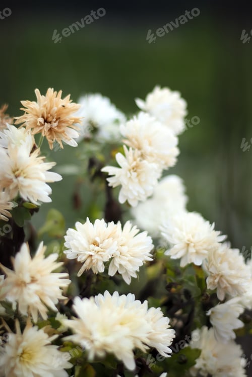 Preview: white chrysanthemums with a blurred background
