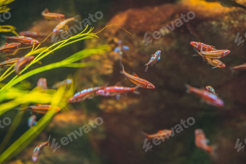 Preview: Closeup of rainbow shiner fish in the aquarium. Notropis chrosomus.