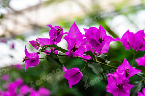 Preview: nature