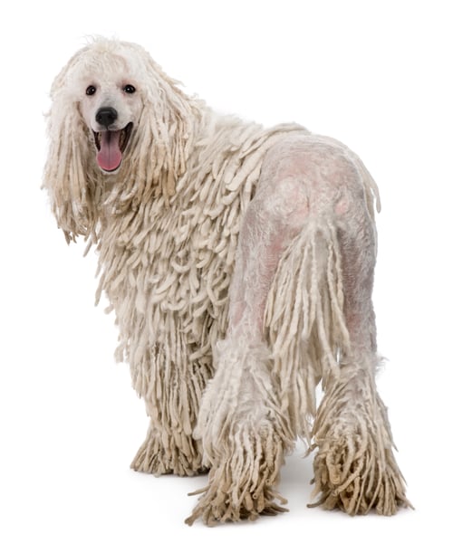 Preview: White Corded standard Poodle against white background