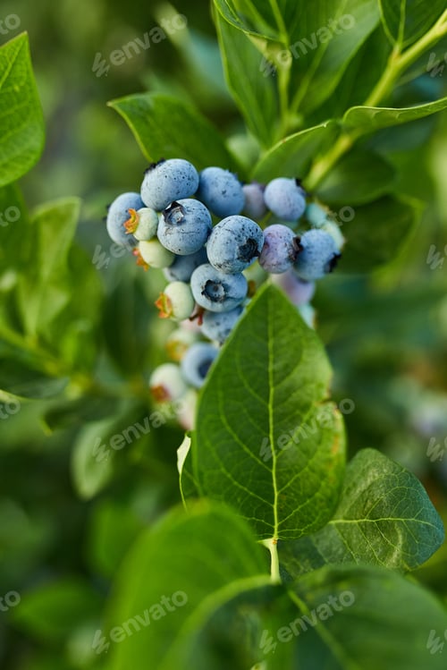 Preview: Blueberry bush on sunset, organic ripe with succulent berries, just ready to pick