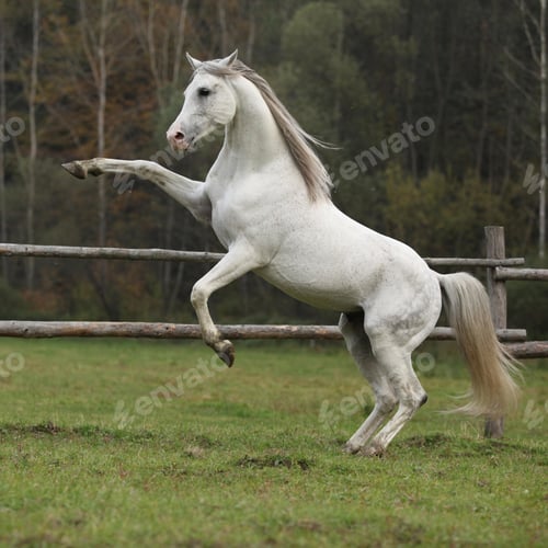 Preview: arabian, horse, mare, stallion, riding