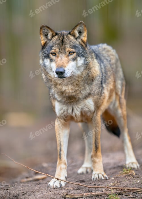 Preview: Full body image of a Grey Wolf