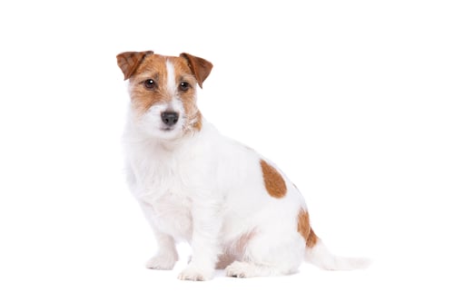 Preview: dog