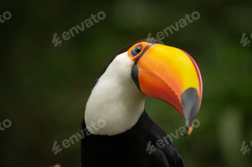 Preview: Closeup of a toucan bird perched on a branch in its natural habitat