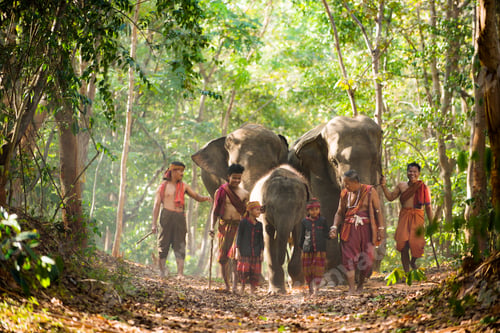 Preview: Elephant at sunrise in Thailand