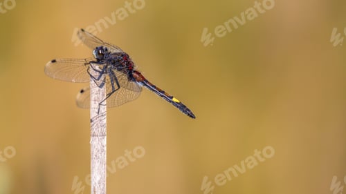 Preview: Large white-faced darter perched on reed