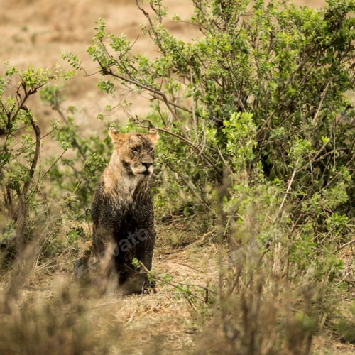 Preview: Dirty lioness sitting, Serengeti, Tanzania, Africa