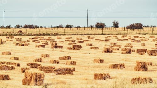 Preview: Sheaves of hay on the field
