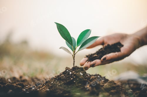 Preview: Two hands of was carrying of potting seedlings to be planted into the soil.- concept love world