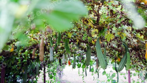 Preview: Fresh Green long Cucumber on a branch in greenhouse