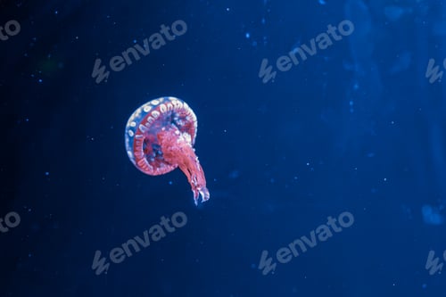 Preview: underwater photography jellyfish mastigias papua, spotted jelly, lagoon jelly, golden medusa
