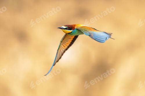 Preview: Bee Eater flying on blurred background