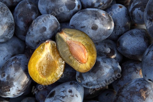 Preview: Plums - tasty and healthy plums straight from the garden