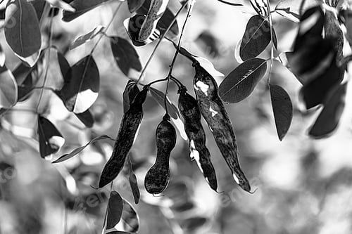 Preview: Fruits of acacia. On a branch. Kind of sable. Black and white shot.