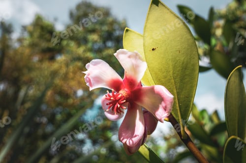 Preview: Jungle blooming flower