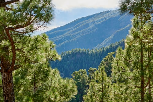 Preview: Pine forest in the mountaions of La Palma