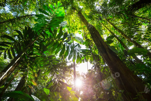 Preview: Jungle in Costa Rica