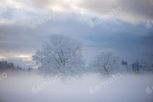 Preview: Snow Covered Trees Emerging From Morning Fog