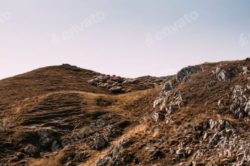 Preview: Flock of sheep in a mountain valley