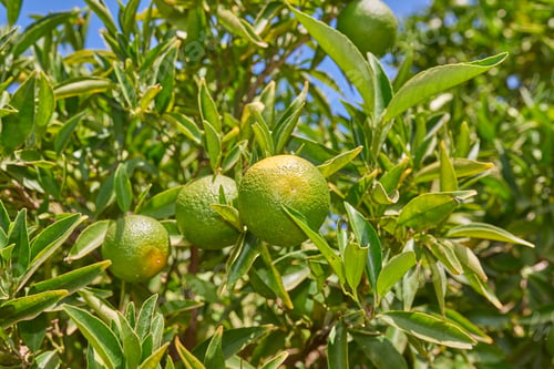 Limetten-Zitrus