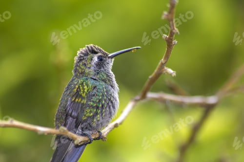 Vista previa: Chubby hummingbird with dripping nectar on its beak, standing on a branch in a green forest