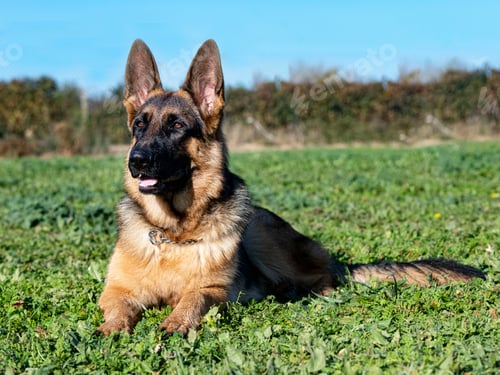 Preview: german shepherd in nature