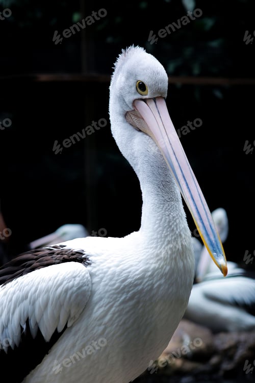 Preview: Pelican